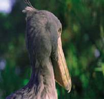 birding10_clip_image002_0000