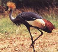 birding10_clip_image002_0001