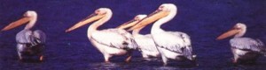 birding21_clip_image002