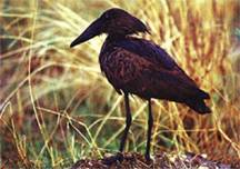 birding21_clip_image002_0000