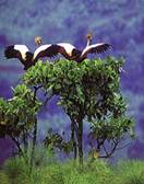 birding21_clip_image002_0002