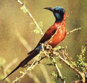 birding8_clip_image002