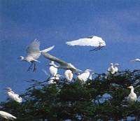 birding8_clip_image002_0001