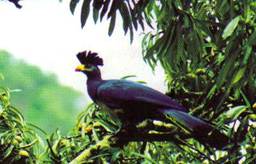 entebbe-citytour_clip_image002