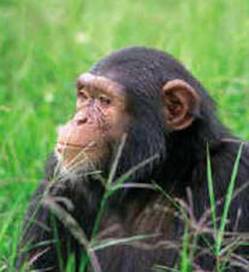 group 7 days uganda-primate_clip_image001_0000