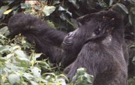 group 7 days uganda-primate_clip_image002
