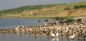 thbirding23_clip_image002