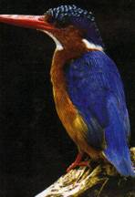 thbirding23_clip_image002_0002