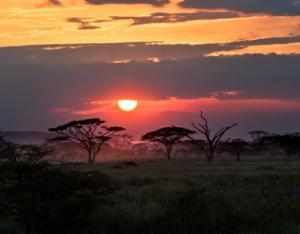 african safari