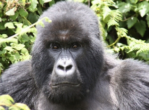 gorilla trekking in uganda