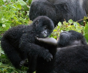 young gorillas in rwanda