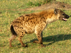 hyena uganda