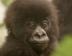 rwanda gorillas