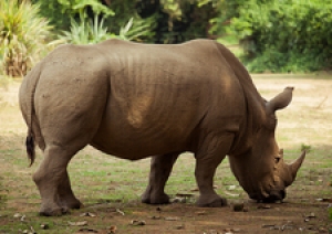 wildllife safaris