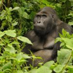 Mountain Gorilla Trekking in Uganda and Rwanda