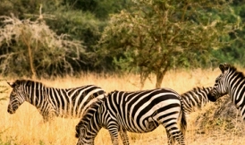 zebra in lake mburo