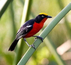 Uganda birding tour