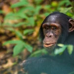 Inside the Bloodiest Chimpanzee ‘Civil War’ in History