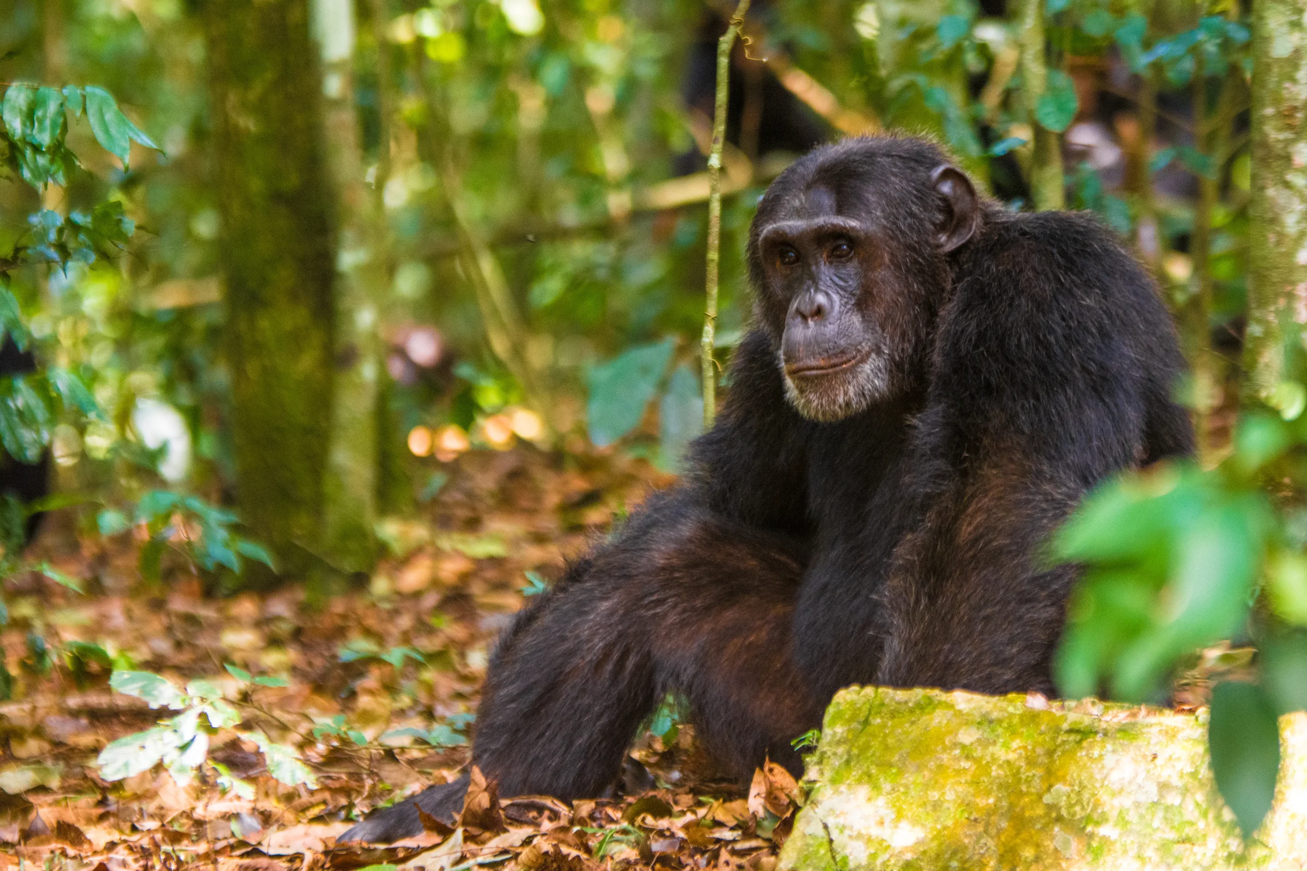 Inside the Bloodiest Chimpanzee ‘Civil War’ in History