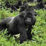 Gorilla safaris