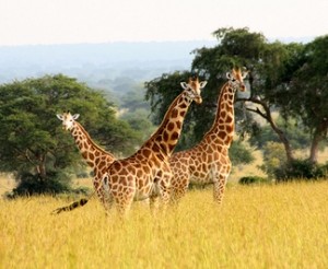 giraffe uganda