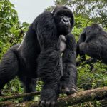 Mountain Gorilla Conservation Tourism in Uganda