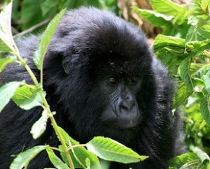 Gorillas Uganda