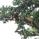 What to see on safari  to uganda