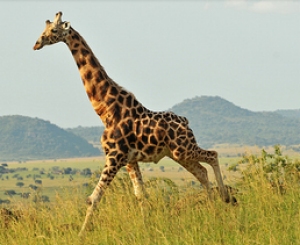 4 Days Kidepo flying Uganda safaris 