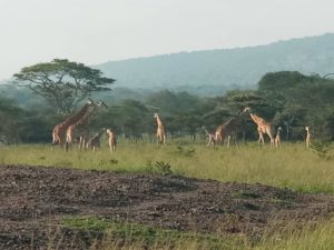 Lake Mburo Tours