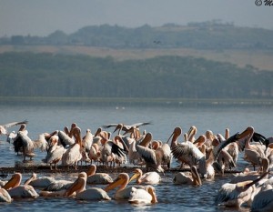 Queen Elizabth National Park