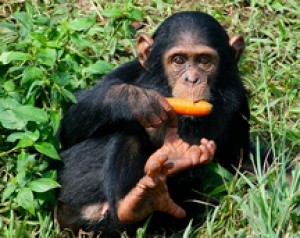  chimpanzee
