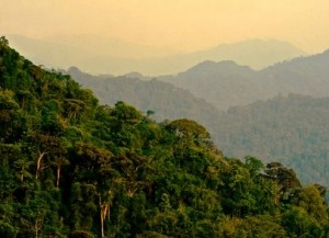 nyungwe nationalpark