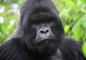 bwindi mountain gorilla