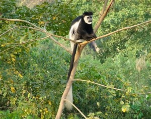 primates of bwindi