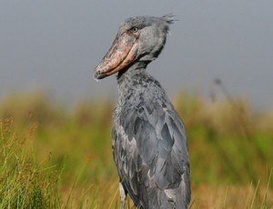 shoebill uganda