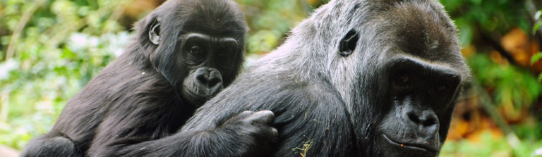 Mountain gorillas of Bwindi
