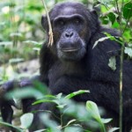 Uganda Primate tours