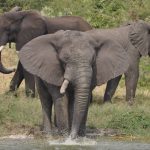 Uganda Among the Best African Safari Destinations