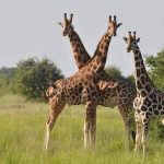 Uganda safaris